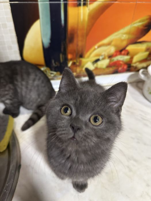 Aqilli odobli ugil bola oglom toza qonli mushukcha