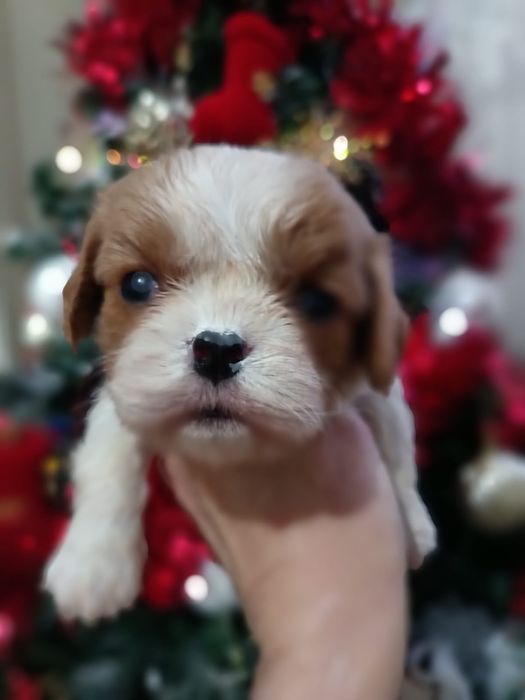 Мальчики кавалеры