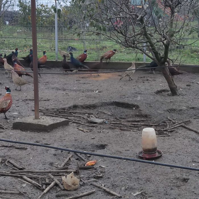 Fazani din anul 2025