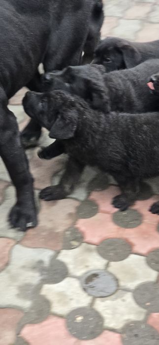 Donez pui cane corso fetite