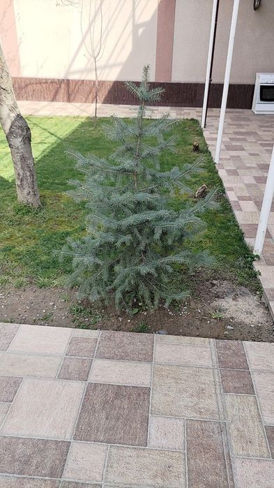 Archa golubaya yel