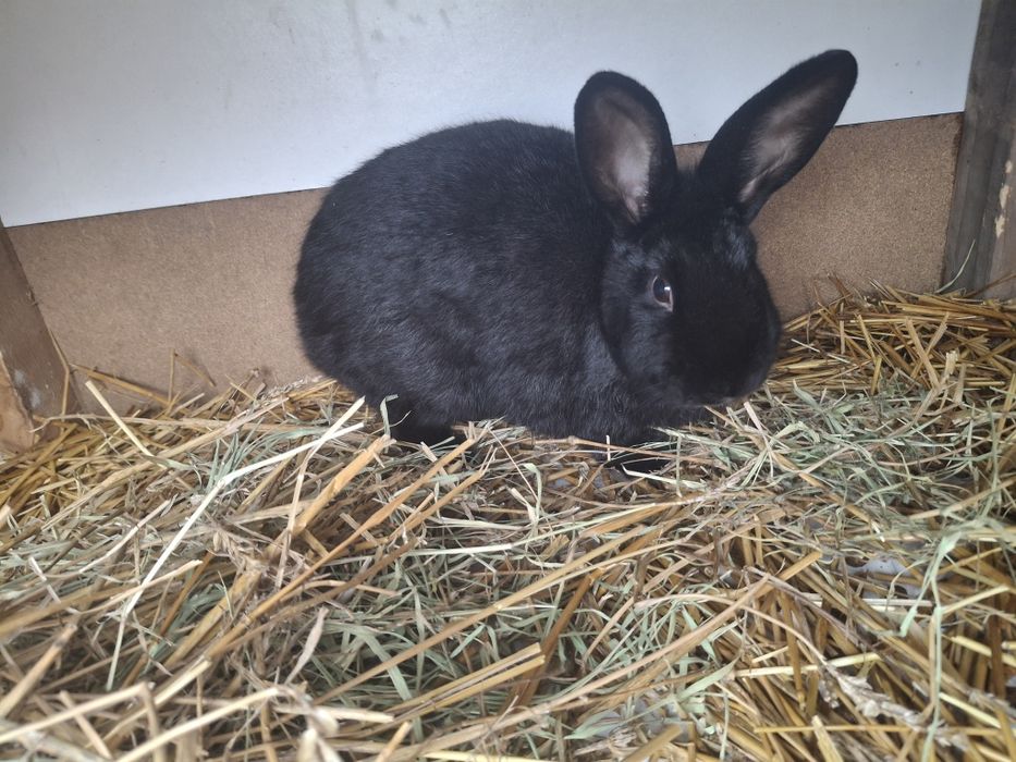 Vând iepuri de curte