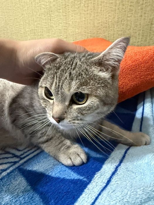 Отдам  кошечку британку