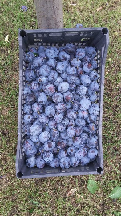 Dulceata ecologica de prune, FARA ZAHAR, livada proprie, 720 ml/borcan
