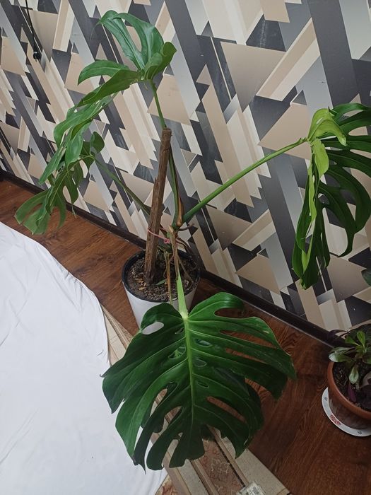 Цветок монстера гули