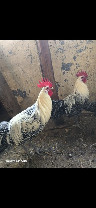 Петлета сив бракел