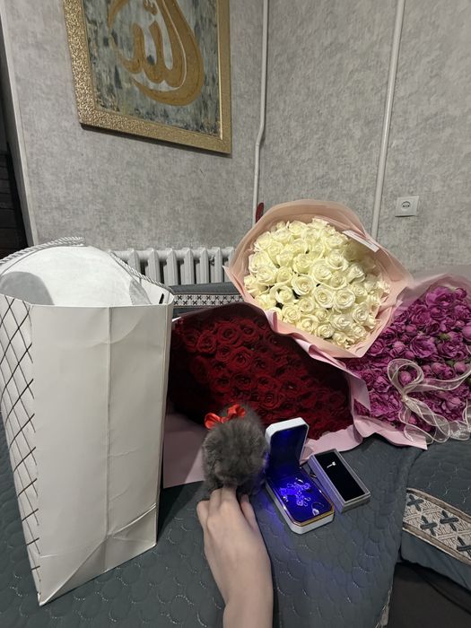 Шотландский котёнок