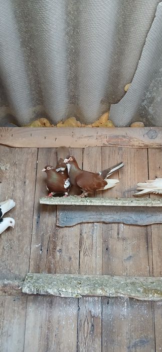 Porumbei jucători de galați