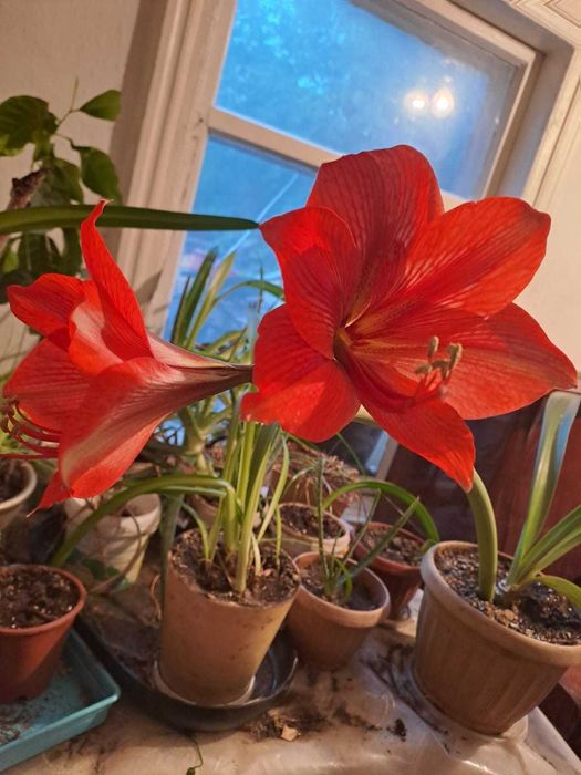 Продам цветок Акмарелиус