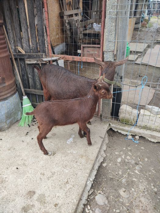 Vând ieduță murciană