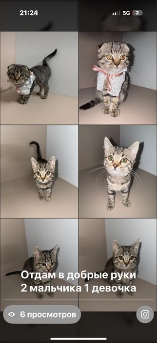 Котята 2 мальчика 1 девочка