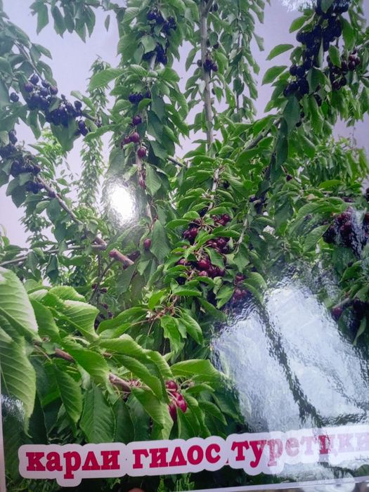 Mevali ko'chatlar va dekaratif daraxtlar  100% ishonchli va garantiya