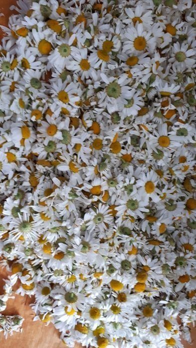 Травы в баню /сауну,купель