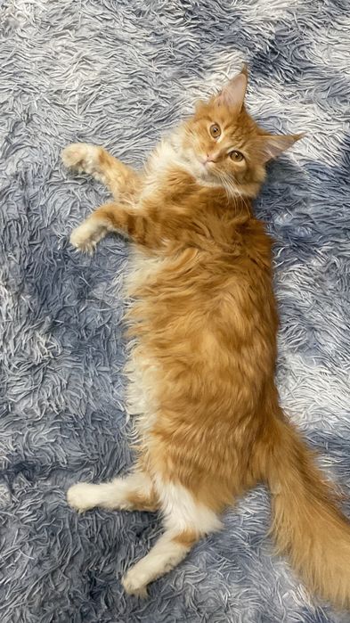 Кошку в хорошие добрые руки