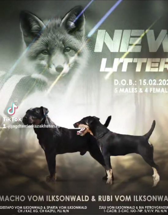 Вязка немецкий ягдтерьр