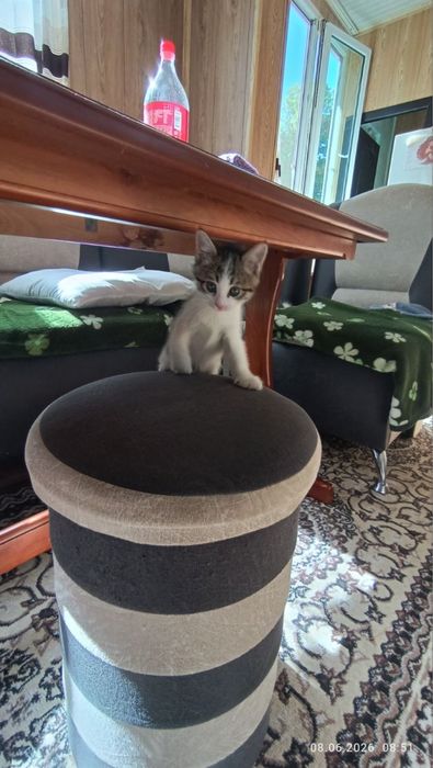 отдам в добрые руки