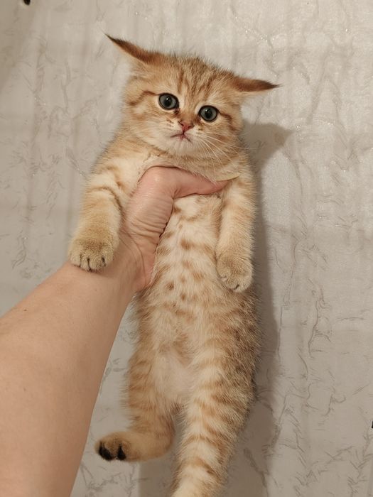 Шиншиллы золотые