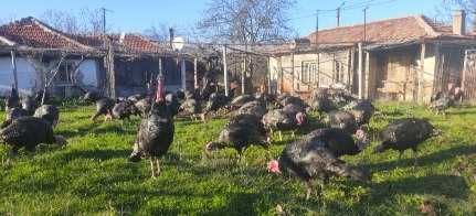 Продавам пуйка тегло