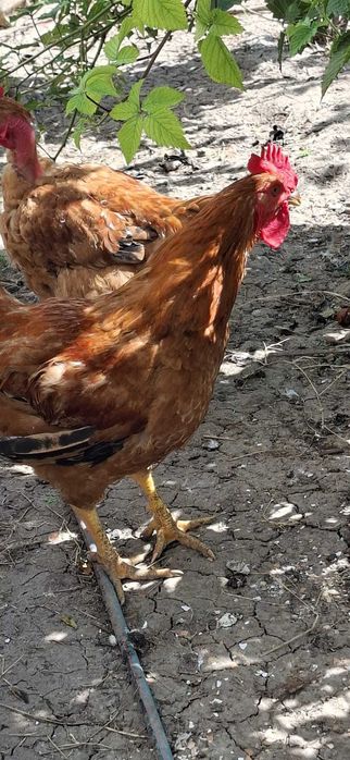 Cocosi de vanzare