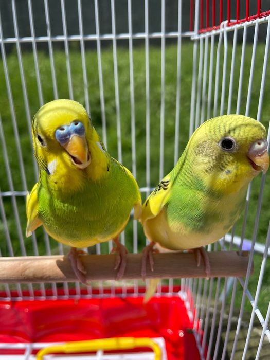 Продам пара попугай папугай