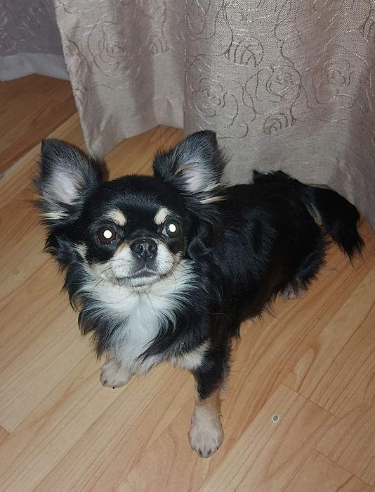 Вязка чихуахуа Д/Ш