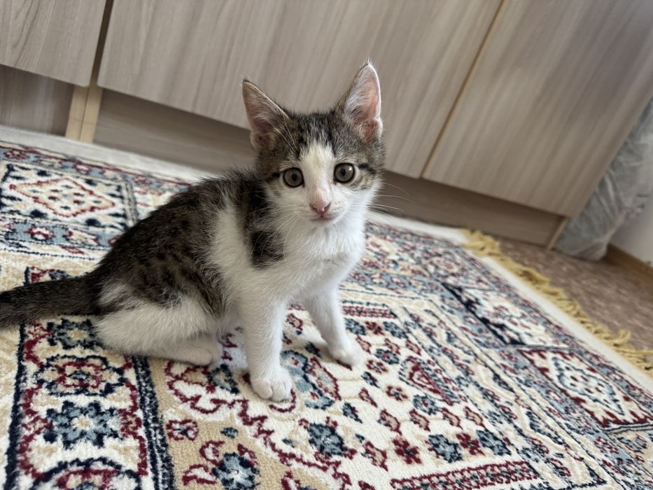 Отдам котенка бесплатно