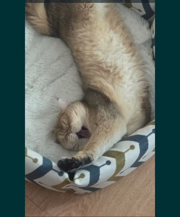 Кошка стерилизована