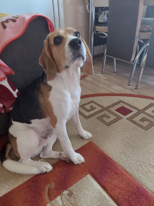 Dau spre adopție caine beagle