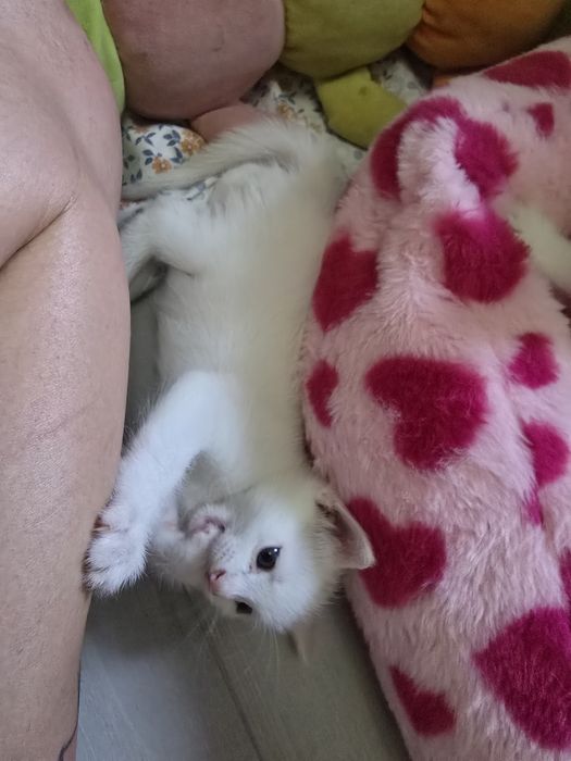 Котята на продажу.