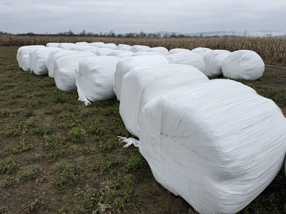 Baloti Lucerna infoliat 120x120