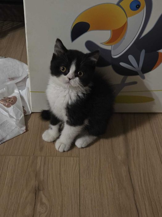 Pisici British Shorthair - Felisa NN Wonderland