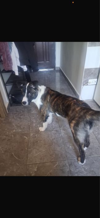 Catelusa spre adoptie