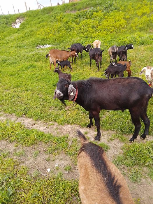 Doua căprițe si un țap