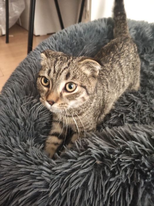 Отдам котенка в добрые руки
