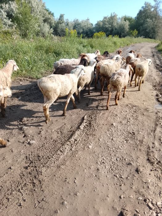 Кой,токты сатылады