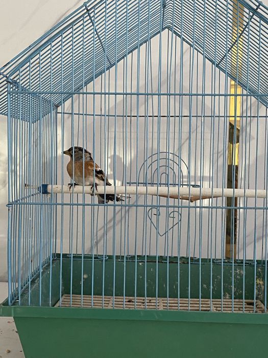 Вьюрок самец и самка