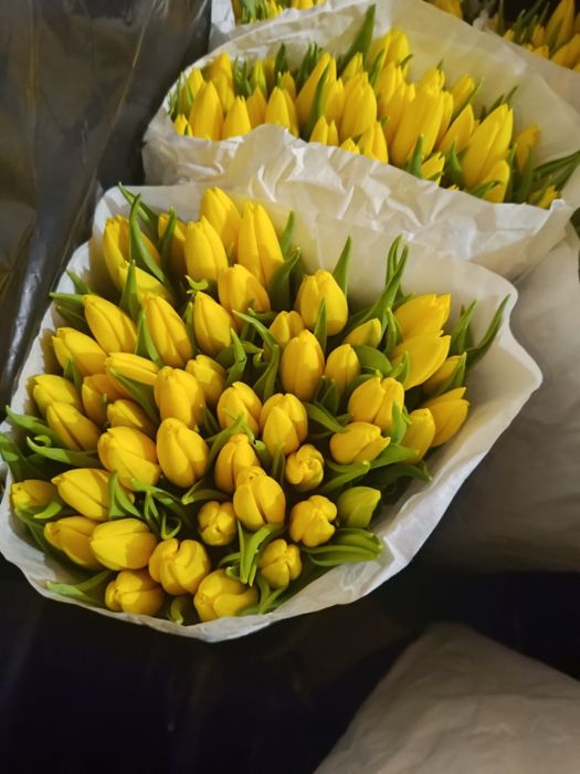 Тюльпан в розницу и оптом