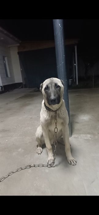 Жақсы қарайтын адамға сатамын.