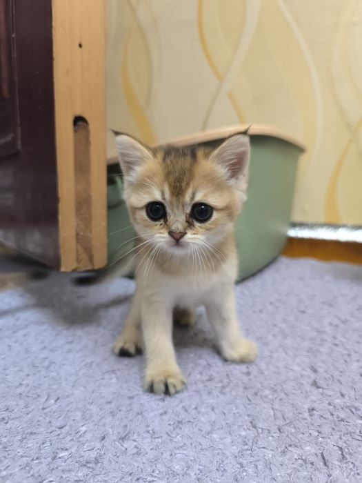 Elisha Cuthbert porno videolarini tomosha qiling