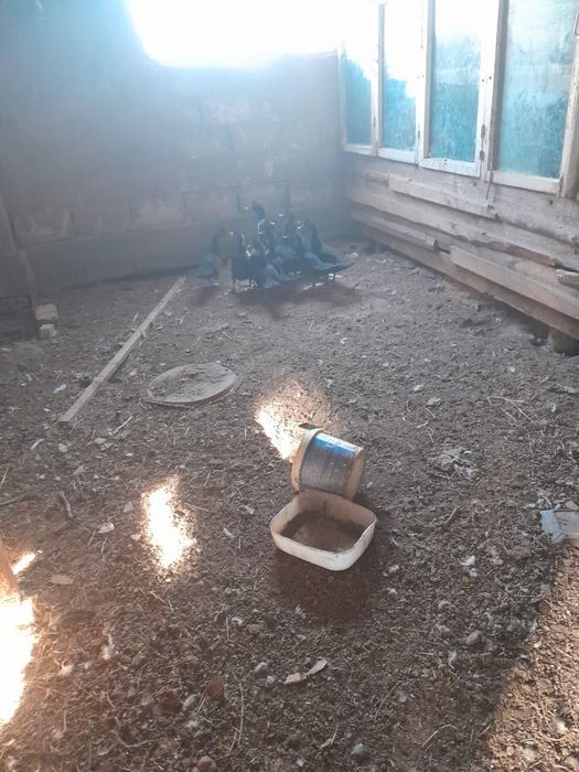 Индоутка балапандары