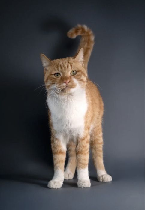 Кот Рыжик вакцинирован