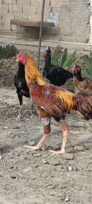 Продам бойцового.