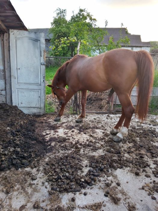 Vând armăsar de 12 ani