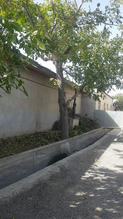 Дарахт Ёнгок 40 йиллик