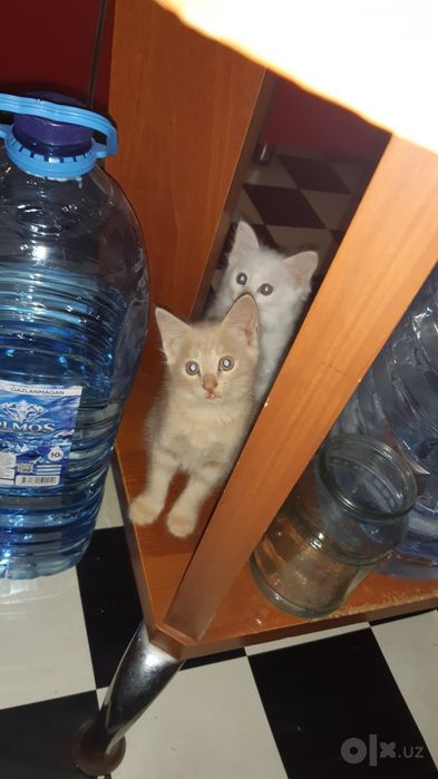 Котята домашние в добрые руки.