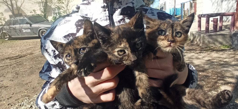 Котята 3 месяца 3шт
