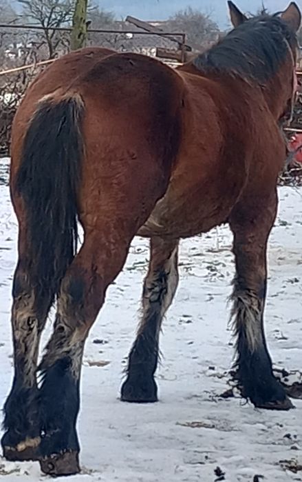 Mănz greu de vânzare