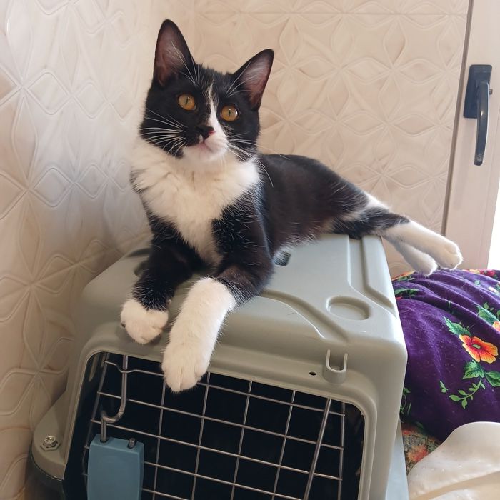 Котята бесплатно даром