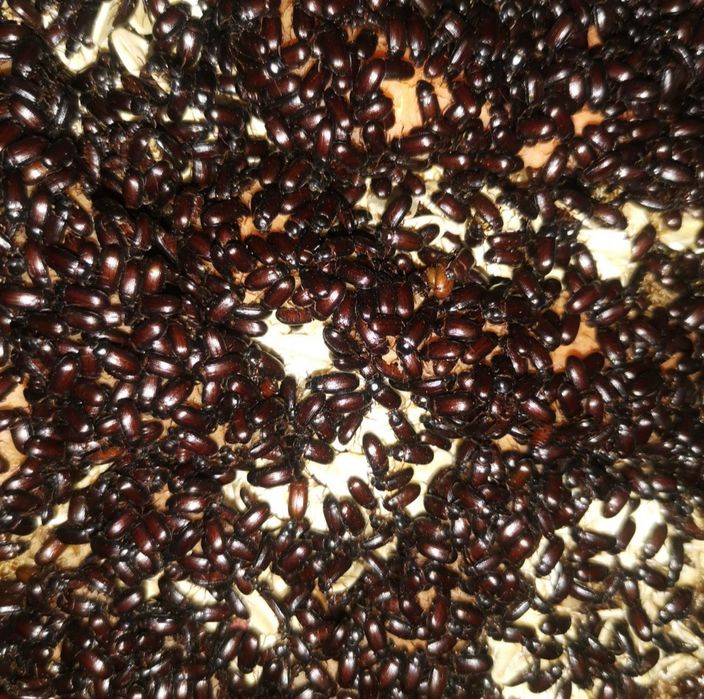 Продается жук - знахарь, чернотелка , горгохо