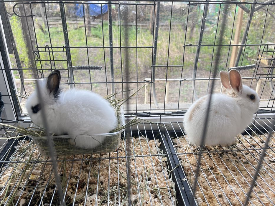 Продам маленьких домашних зайчиков девочку и мальчика.